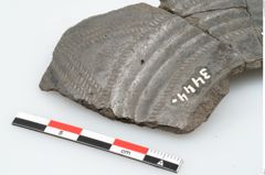 Foto von Keramikgefäß (NHMW-PRAE-003444)